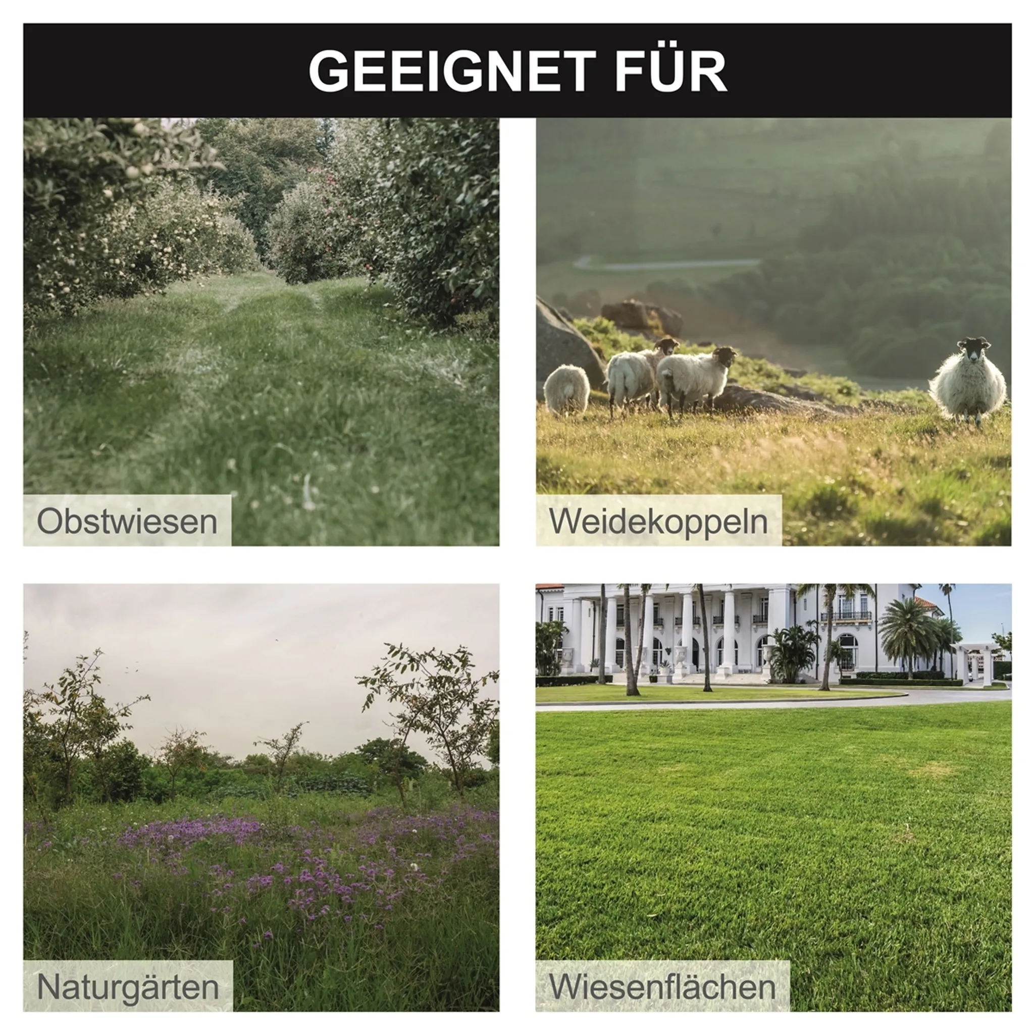 Scheppach Wiesenmäher HMP161-56B, 56 cm Schnittbreite, 4,1 PS, Benzin, Hochgrasmäher für unwegsames Gelände – Bild 4